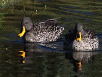 frieda 032  Yellow billed duck - Frieda prinsloo 2013 : frieda